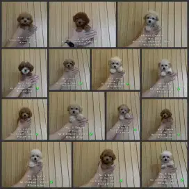 Ready toy poodle