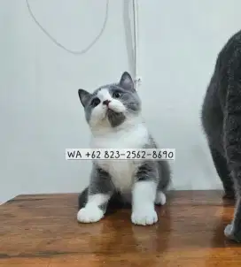 Kucing BSH British Shorthair Jantan