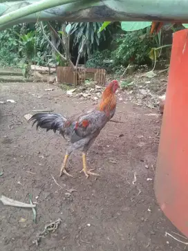 Ayam bangkok muda pamangon
