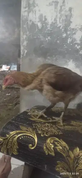Di jual biang Mangon  1 kali produksi