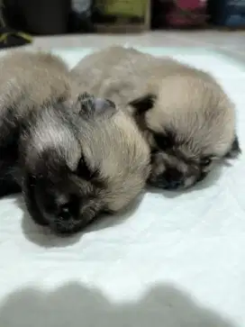 Anjing pom sepasang