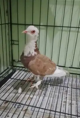 Burung merpati blantong