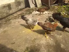 Ayam kampung umur 4 bulan