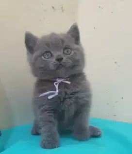 BRITISH SHORTHAIR