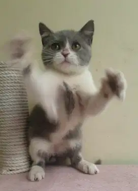 BRITISH SHORTHAIR (BSH)