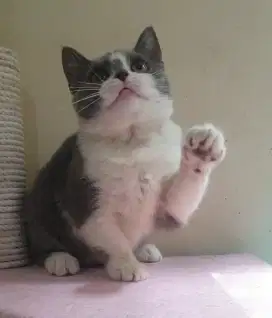 BRITISH SHORTHAIR (BSH)