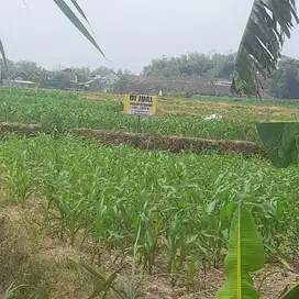 Taufik - DiJual Tanah di GEDANGAN KUTOREJO , Kutorejo , Mojokerto , Ja