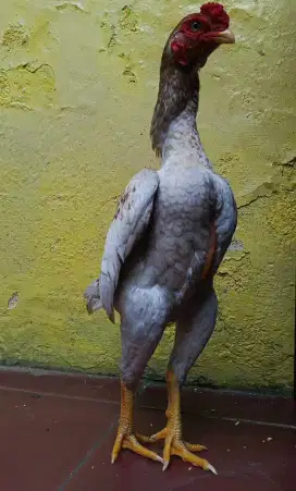 Ko shamo mantab