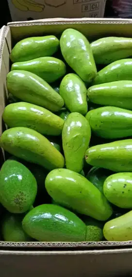 Alpukat Siger Medan (Grade A) Jual Partaian pengiriman dari Medan