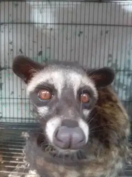 Musang pandan betina siap buat brending