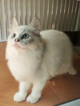Ragdoll kitten 4bln siap adopt