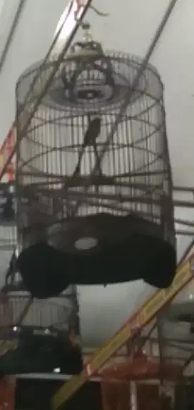 Murai hutan prestasi sendiri