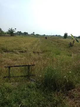 Dijual Tanah Ladang 99 m² di Sumari Gresik dengan Harga yang Menarik
