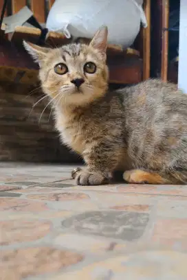 Kucing Kitten Munchkin Betina