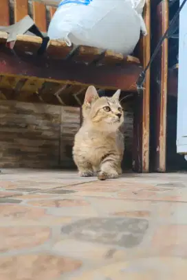Kucing Kitten Munchkin Betina
