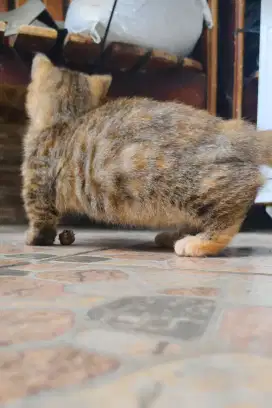Kucing Kitten Munchkin Betina