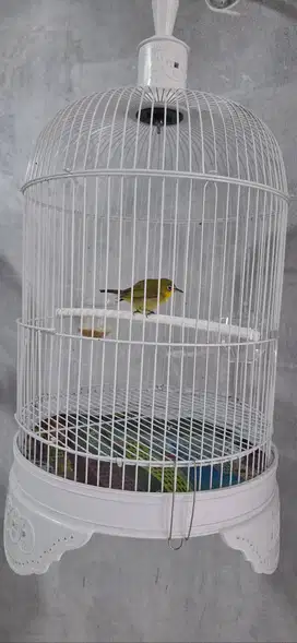 Burung Pleci Ngeriwik Plus Kandang