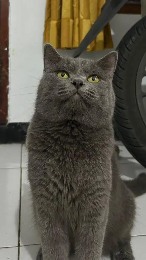 British shorthair blue siap kawin