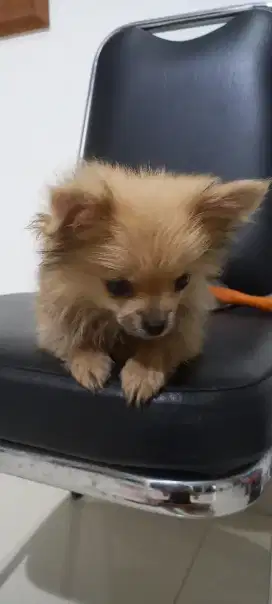 Anjing superminipom