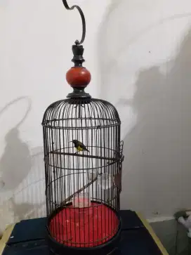 Kolibri sogon bunyi rajin fullset