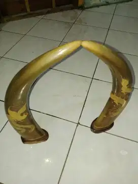 Di jual Tanduk Kerbau Bule, Asli Toraja