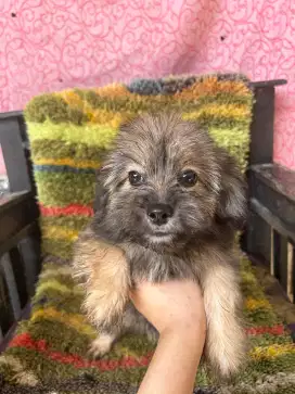 Dijual anakan shintzu mix pom