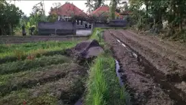 Tanah sawah singaraja sambangan