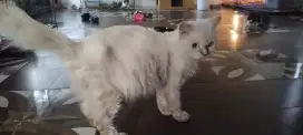 Induk kucing redpoint hamil dengan ACL