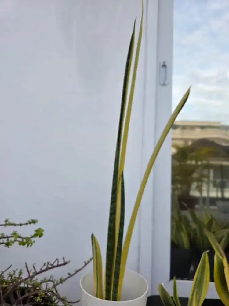 Parva stick halfmoon