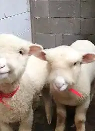 sepasang anakan domba hias merino super 4 bulanan shaun the sheep puas