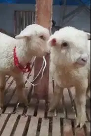 sepasang anakan domba hias merino super 4 bulanan shaun the sheep puas