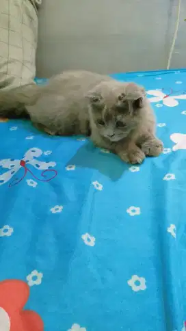 Kucing scottish fold