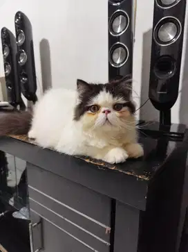 Kucing persian picnose ectrim