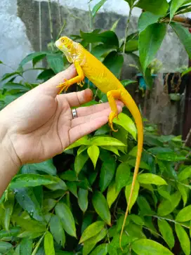 Green Albino Iguana