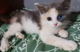 Kucing odd eyes Calico