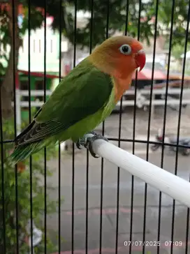Lovebird Paud Green Fischeri