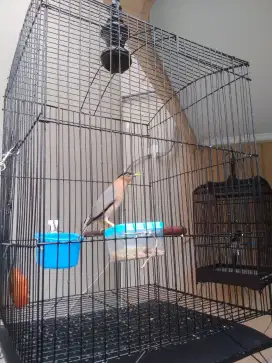 Burung jalak brahmana rajin bunyi .