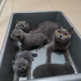Kucing British Short Hair (bsh) Blue Solid.