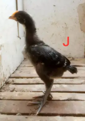 AYAM PELUNG SEPASANG