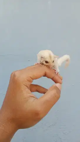 Sugar glider joey creamino