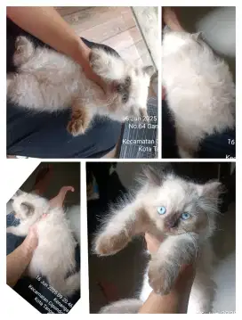 Himalaya persia kitten anak kucing