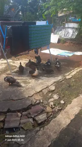 Bebek entok khusus borongan/ekor