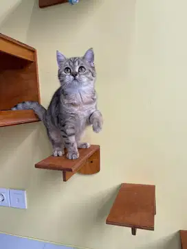 Kucing BSH kitten (nonped)