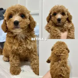 ANJING RED TOY POODLE BETINA