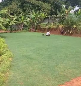 jual rumput untuk taman