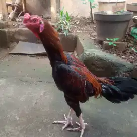 Ayam Mangon x Pakhoy