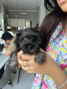 anjing mix yorkie pom