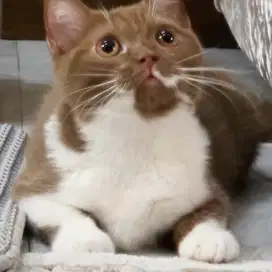 BSH cinamon Ped