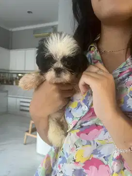 anjing shihtzu stb vaksin