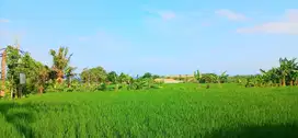 Tanah View Laut 5340 M2 Jln Pantai Purnama Gianyar Bali